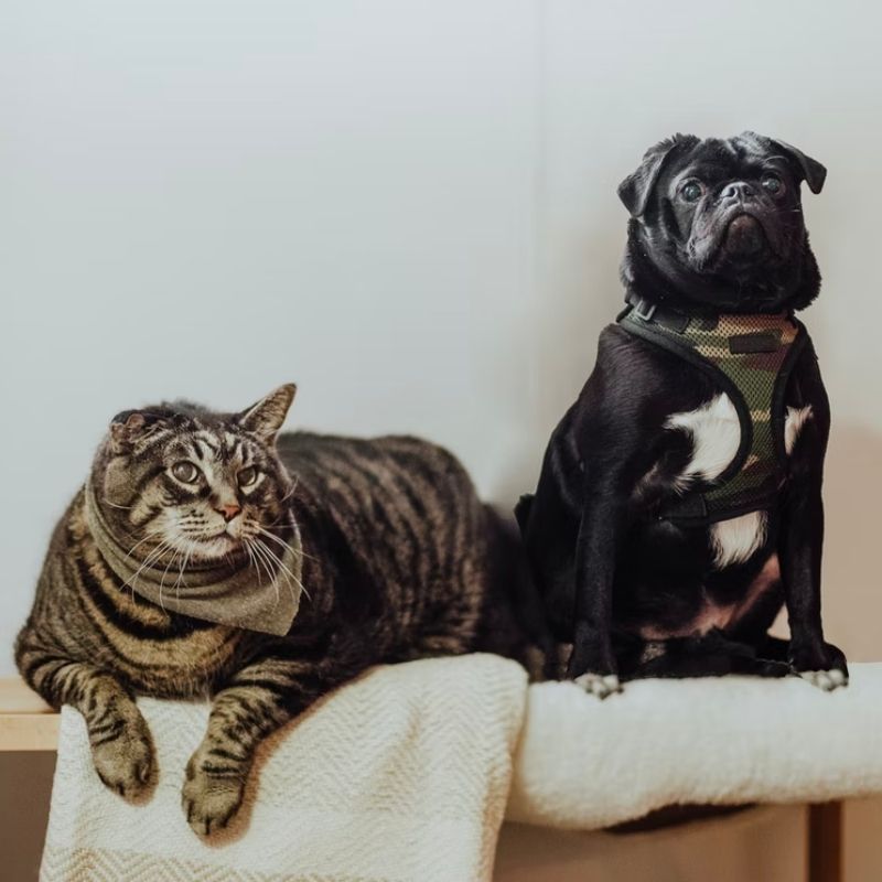 cat and dog posing for picture