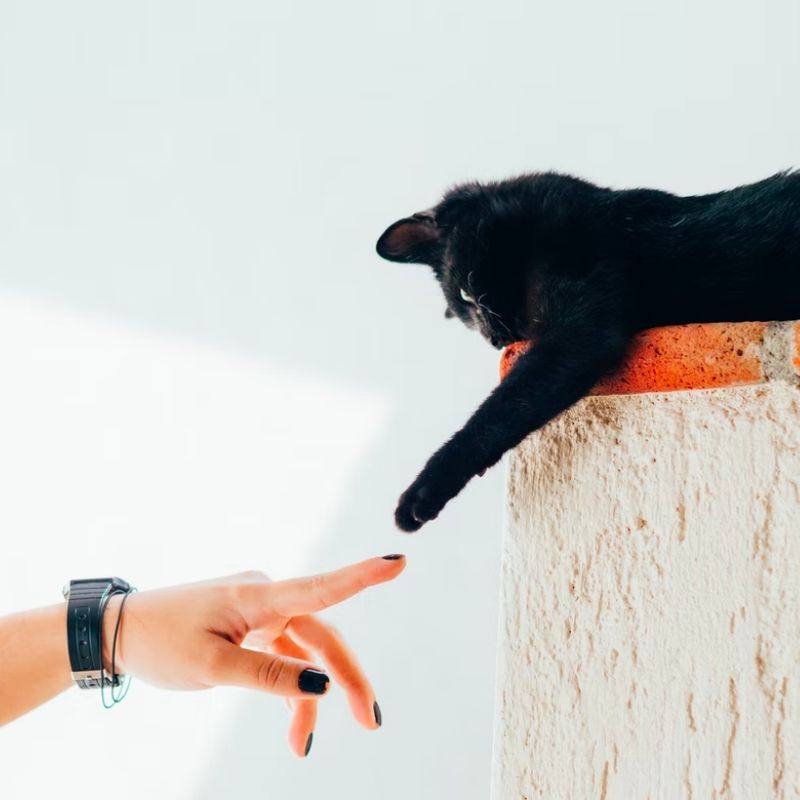 cat reaching out for a hand