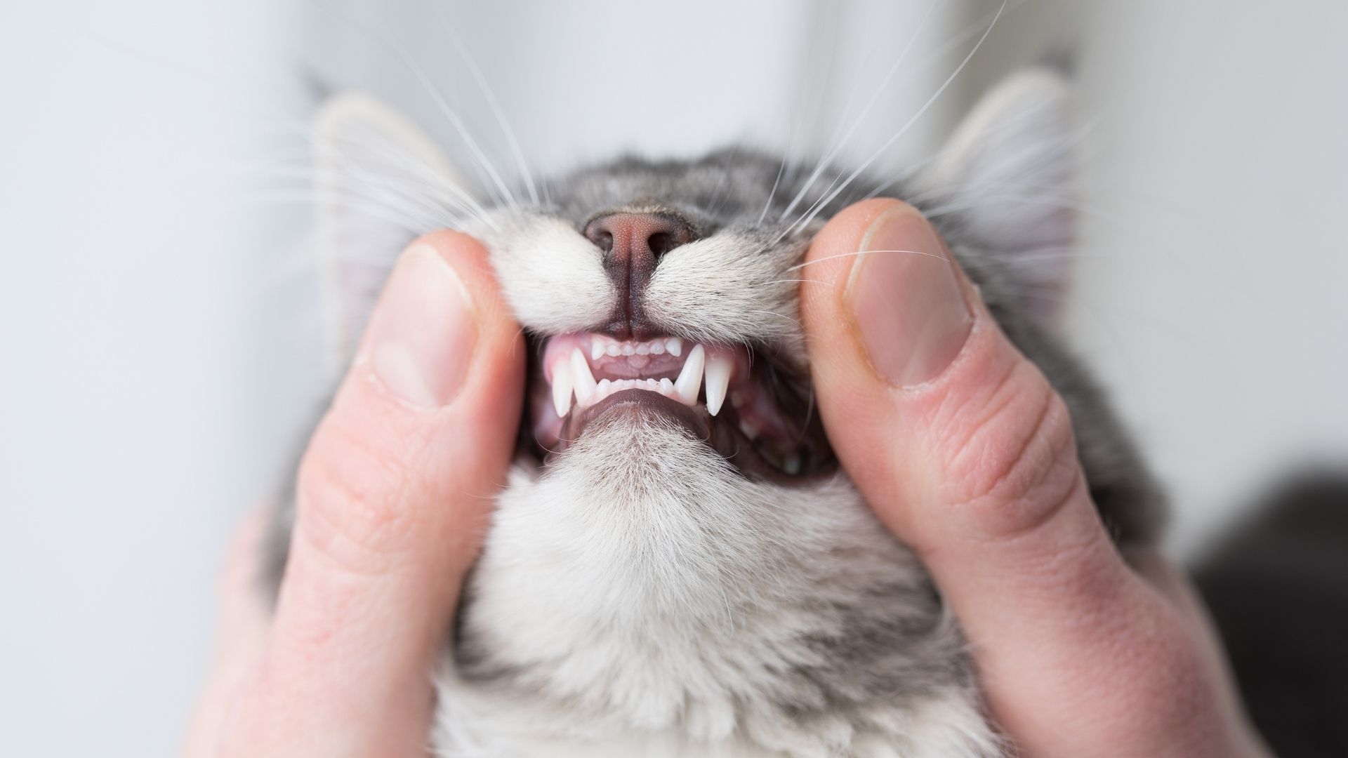 young cat teeth