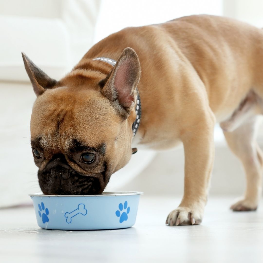 Dog Food