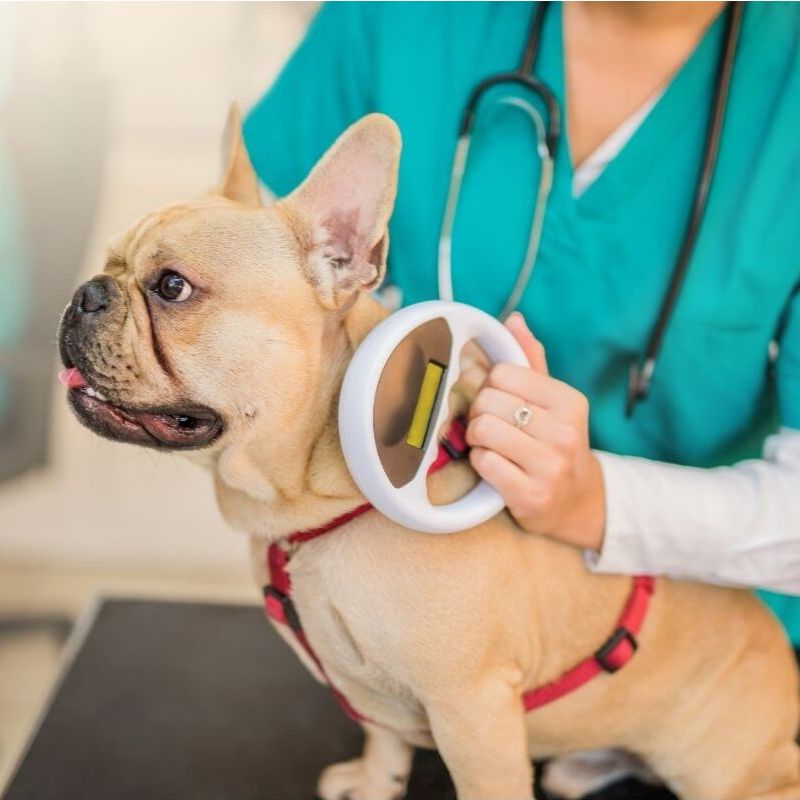 Pet Microchipping