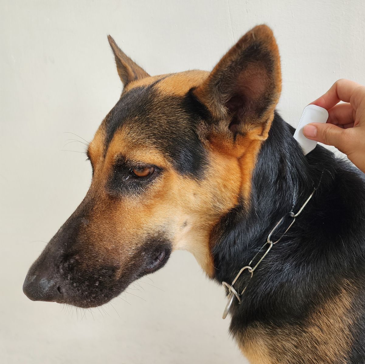 Pet Parasite Prevention
