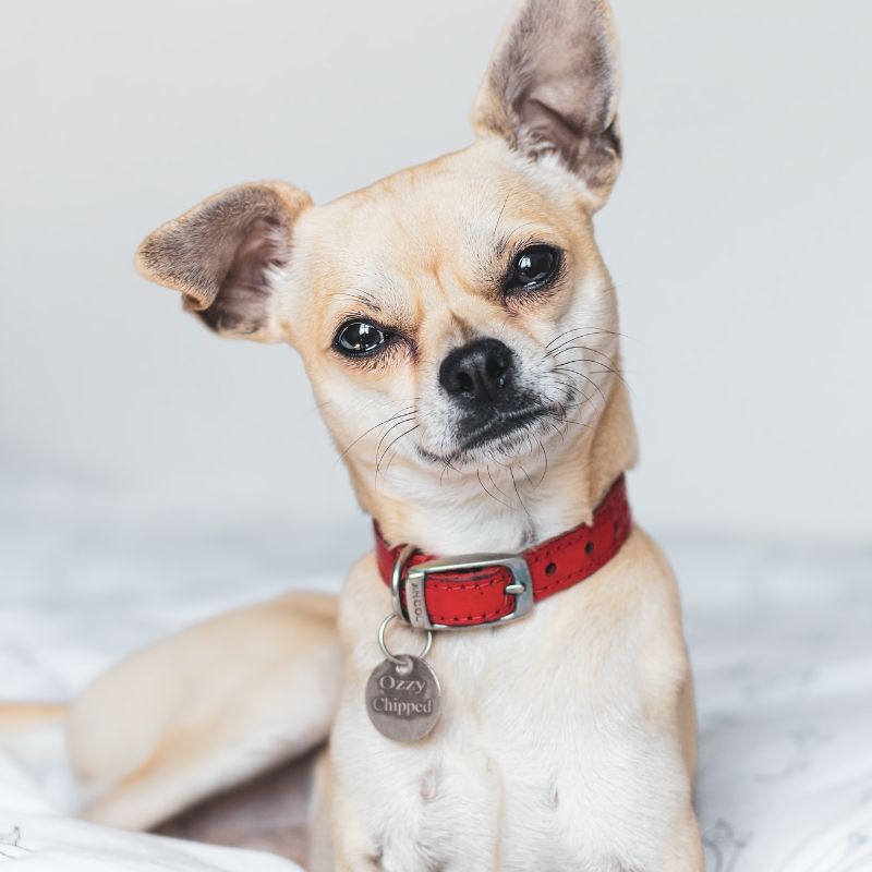 Cute puppy Cute puppy