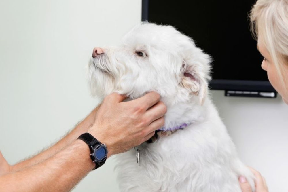 Pet Anesthesia
