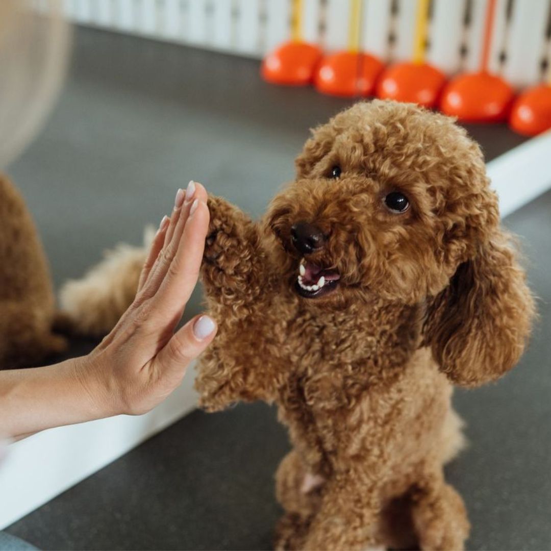 Pet Wellness Pet Wellness