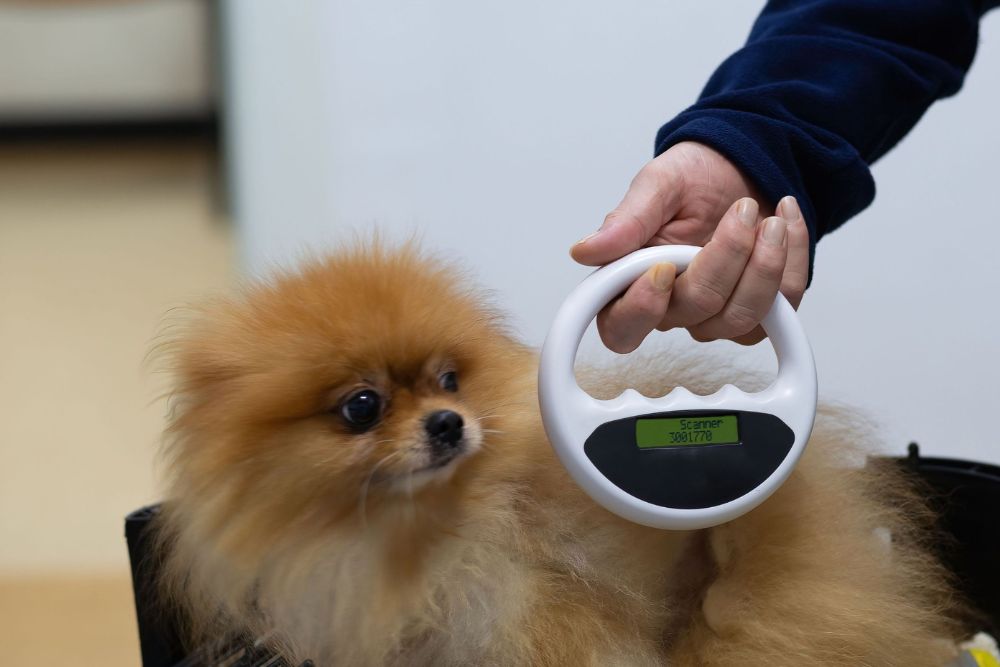 pet microchipping pet microchipping