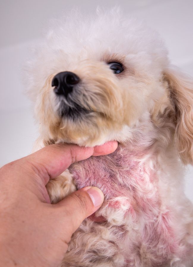 A dog with skin allergy A dog with skin allergy