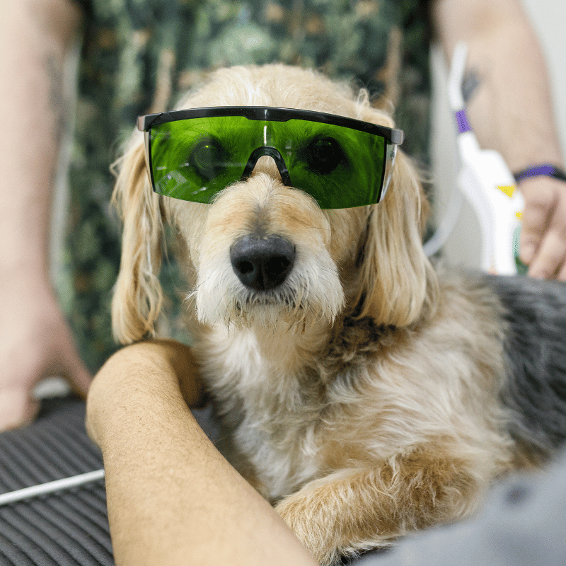 dog getting laser therapy treatment at a veterinary clinic (1) dog getting laser therapy treatment at a veterinary clinic