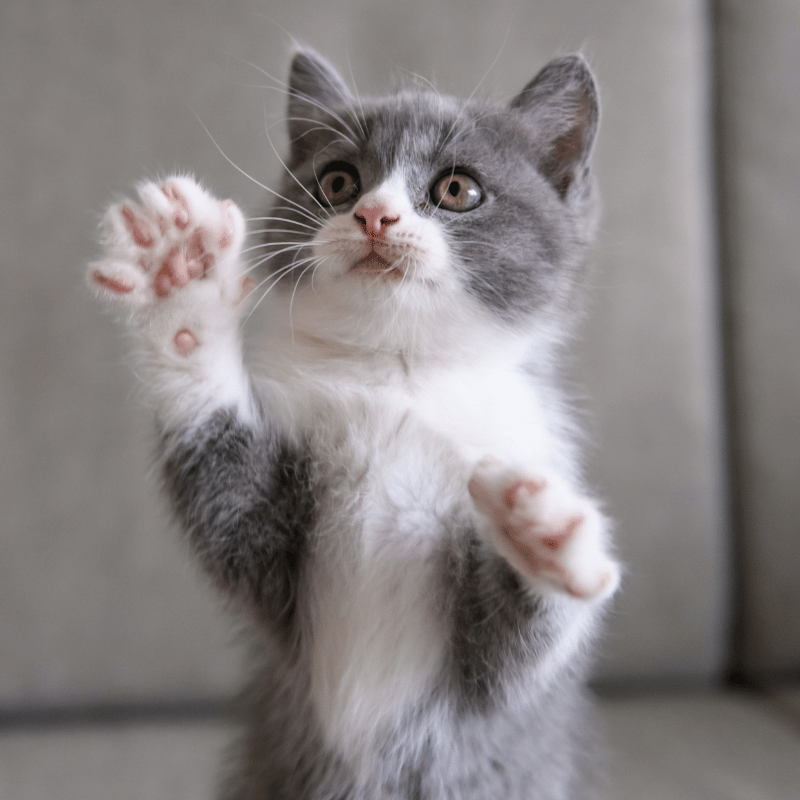 grey and white kitten grey and white kitten playing