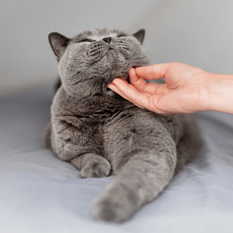 person petting a grey cat on the chin person petting a grey cat on the chin