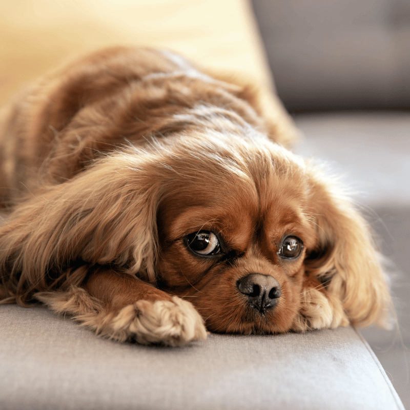 small red spaniel dog laying on a couch small red spaniel dog laying on a couch