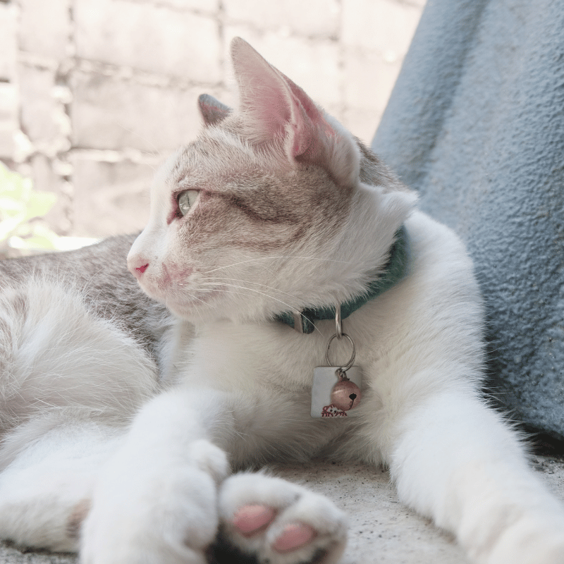 white and grey cat wearing a teal bell collar white and grey cat wearing a teal bell collar